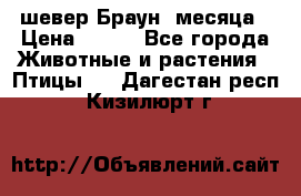 шевер Браун 2месяца › Цена ­ 200 - Все города Животные и растения » Птицы   . Дагестан респ.,Кизилюрт г.